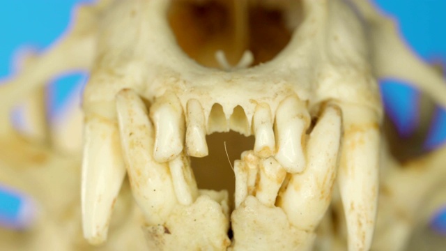这是水獭空牙部分的微距镜头视频素材