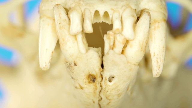 微距镜头中，水獭锋利的牙齿视频素材
