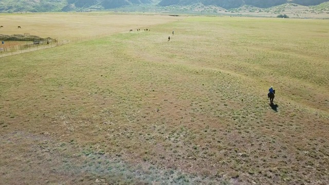 农场，田野，牛仔和女牛仔，马和牛在日出视频素材