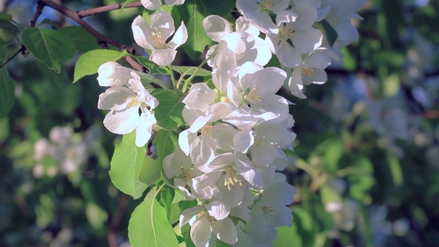 苹果树开花。视频素材