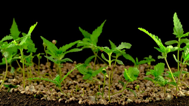 大麻植物栽培视频素材