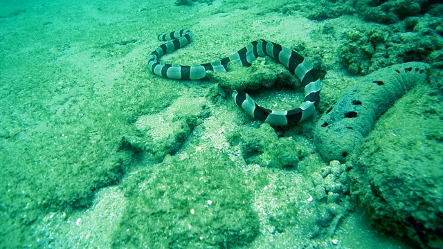 条纹蛇鳗(Myrichthys bleekeri)在岩石底部爬行，正在寻找食物，印度洋，希卡杜瓦，斯里兰卡，南亚视频素材