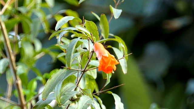 石榴花视频素材