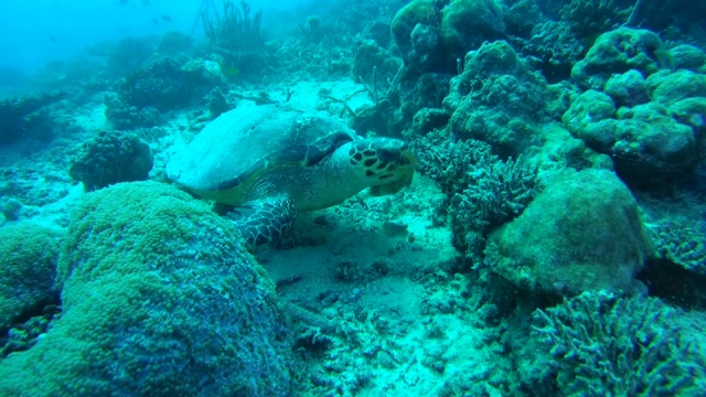 玳瑁海龟(Eretmochelys imbricata)生活在印度洋马尔代夫的珊瑚礁上视频素材