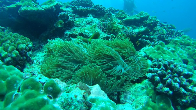 马尔代夫海葵鱼(海葵鱼)漂浮在海葵上方的洋流，印度洋，马尔代夫视频素材