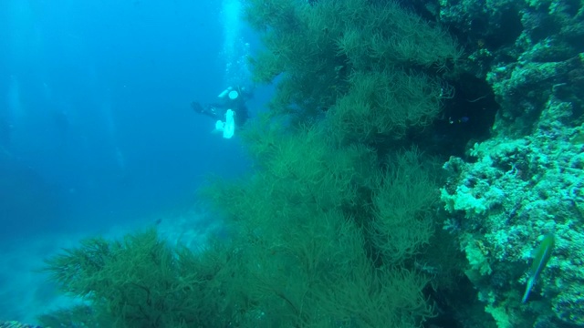 一群潜水员在马尔代夫的一个美丽的软珊瑚礁附近游泳视频素材