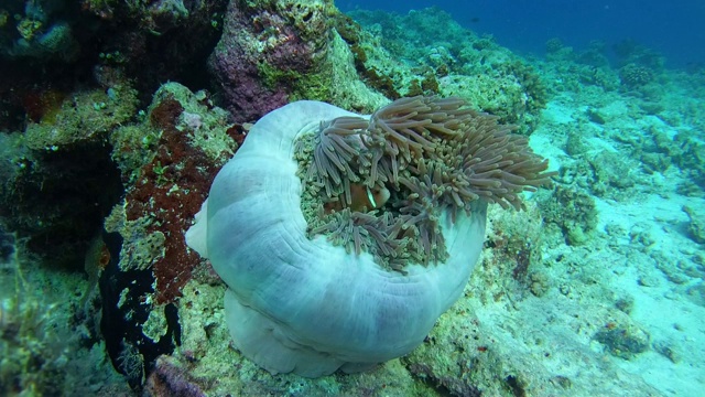 马尔代夫海葵鱼(海葵鱼)漂浮在海葵上方的洋流，印度洋，马尔代夫视频素材