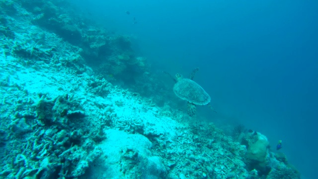 玳瑁海龟(Eretmochelys imbricata)漂浮在珊瑚礁旁边，印度洋，马尔代夫视频素材