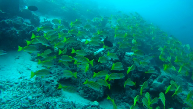 一群蓝条纹鲷(Lutjanus kasmira)在马尔代夫的印度洋珊瑚礁附近游泳视频素材