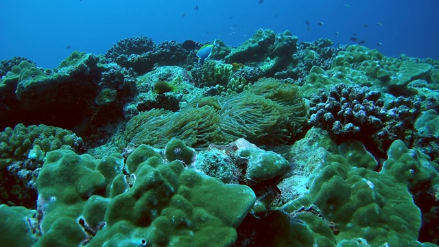 马尔代夫海葵鱼(海葵)漂浮在海葵上方的洋流中，印度洋，马尔代夫视频素材