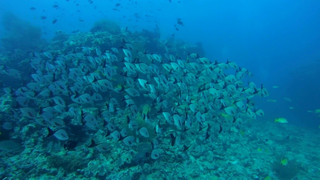 座头红鲷鱼(Lutjanus gibbus)群黑尾游泳附近的珊瑚礁，印度洋，马尔代夫视频素材