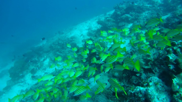 巨大的鱼群蓝条纹鲷(Lutjanus kasmira)游泳在珊瑚礁附近，印度洋，马尔代夫视频素材