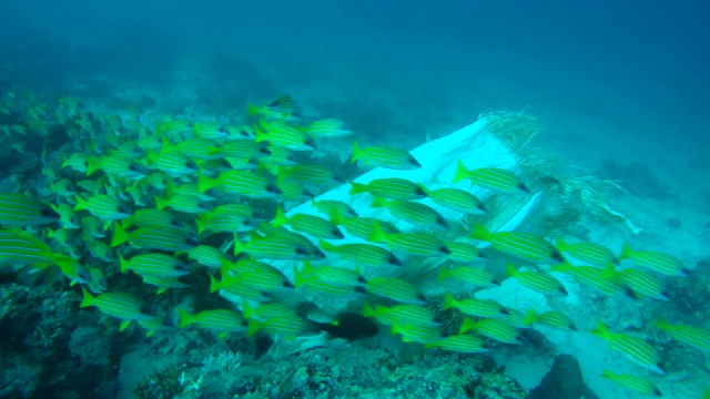 美丽的蓝条纹鲷鱼(Lutjanus kasmira)游泳在垃圾袋旁边，印度洋，马尔代夫视频素材