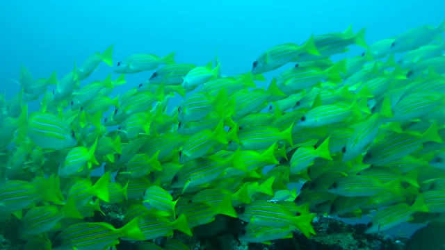 学校的蓝条纹鲷(Lutjanus kasmira)在蓝色的水，印度洋，马尔代夫视频素材