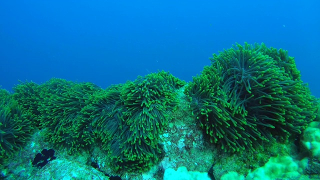 一群马尔代夫海葵鱼或黑鳍海葵鱼(黑鳍海葵)，生活在印度洋，马尔代夫的一个大海葵上视频素材