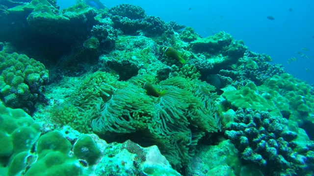 两只马尔代夫海葵鱼(海葵鱼)漂浮在海葵上面的洋流，印度洋，马尔代夫视频素材