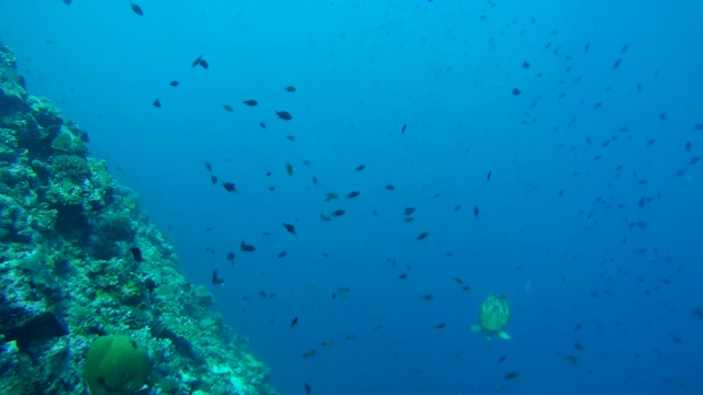 印度洋，马尔代夫，玳瑁海龟(Eretmochelys imbricata)潜入一群红牙触发鱼(Odonus niger)视频素材