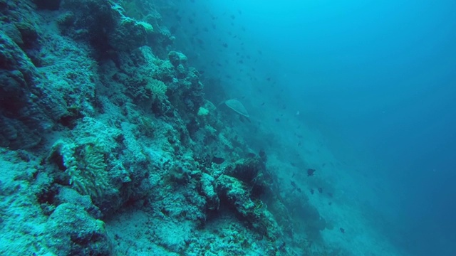 玳瑁海龟(Eretmochelys imbricata)漂浮在珊瑚礁旁边，印度洋，马尔代夫视频素材