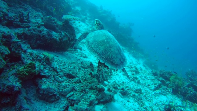 玳瑁海龟(Eretmochelys imbricata)漂浮在珊瑚礁旁边，印度洋，马尔代夫视频素材