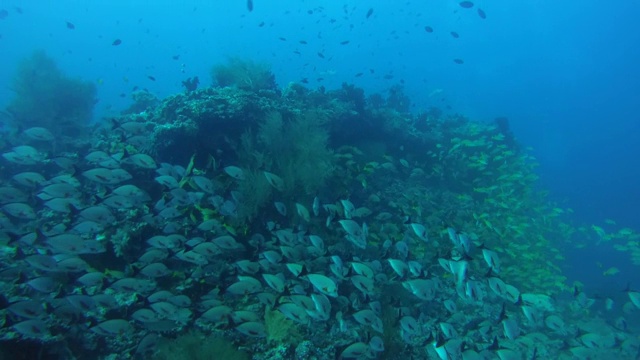 座头红鲷鱼(Lutjanus gibbus)群黑尾游泳附近的珊瑚礁，印度洋，马尔代夫视频素材