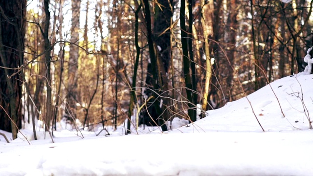 摄像机在森林里的雪地里移动视频素材