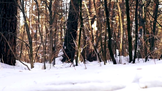 摄像机在森林里的雪地里移动视频素材