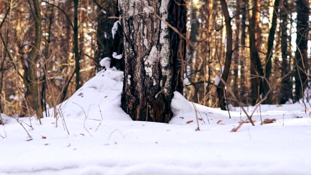 摄像机在森林里的雪地里移动视频素材