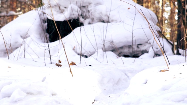 摄像机在森林里的雪地里移动视频素材