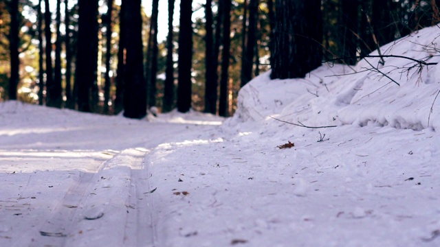 摄像机在森林里的雪地里移动视频素材