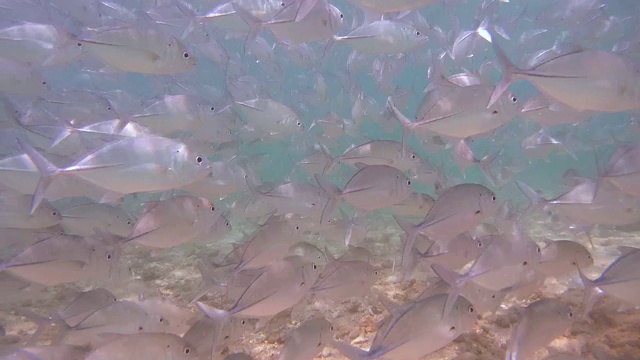 一群大眼鲹鱼(Caranx sexfasciatus)，印度洋，希卡杜瓦，斯里兰卡，南亚视频素材