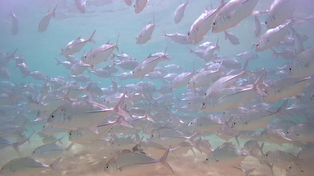 一群大眼鲹鱼(Caranx sexfasciatus)，印度洋，希卡杜瓦，斯里兰卡，南亚视频素材