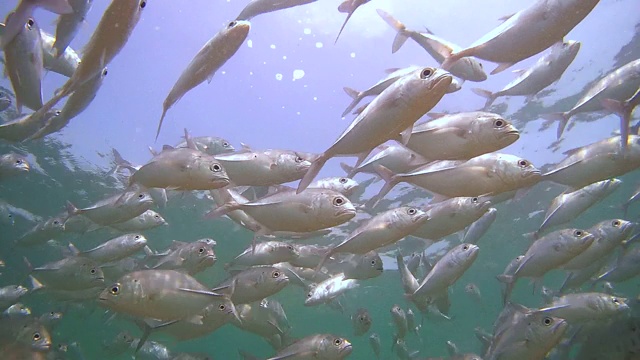 大眼睛鲹鱼(Caranx sexfasciatus)在水下游泳，印度洋，希卡杜瓦，斯里兰卡，南亚视频素材