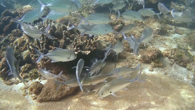 一群大眼鲹鱼(Caranx sexfasciatus)适合清洁站(俯视图)，印度洋，希卡杜瓦，斯里兰卡，南亚视频素材