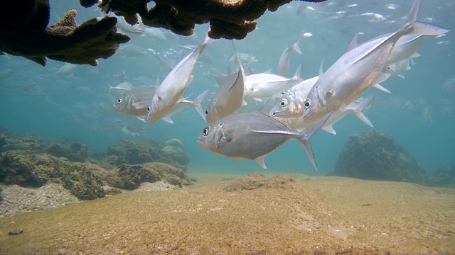 大眼鲹(Caranx sexfasciatus)落在珊瑚，游泳橙条纹triggerfish(波状Balistapus波状Balistapus)，印度洋，Hikkaduwa，斯里兰卡，南亚视频素材