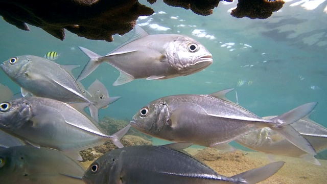 清洁鱼在清洁大眼鲹鱼(Caranx sexfasciatus)，印度洋，希卡杜瓦，斯里兰卡，南亚视频素材