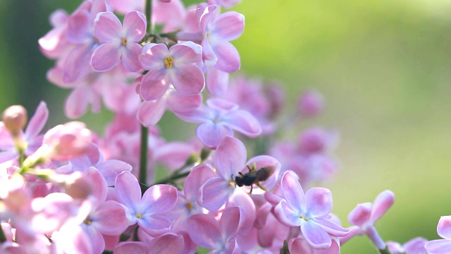 盛开的紫丁香花视频素材