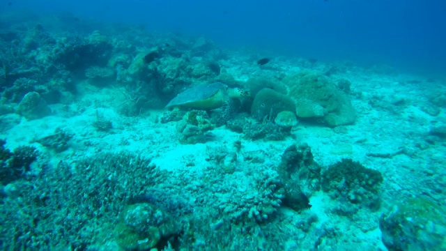 玳瑁海龟(Eretmochelys imbricata)吃珊瑚，印度洋，马尔代夫视频素材