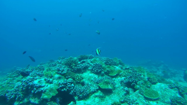 摩尔人的偶像(Zanclus cornutus)漂浮在蓝色的水面上的珊瑚礁，印度洋，马尔代夫视频素材