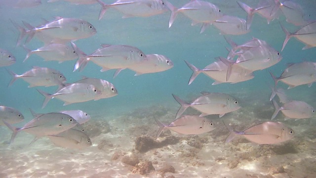 一群大眼鲹鱼(Caranx sexfasciatus)，印度洋，希卡杜瓦，斯里兰卡，南亚视频素材