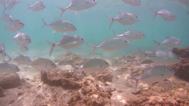 印度洋，斯里兰卡，南亚，希卡杜瓦，一群大眼鲹鱼(Caranx sexfasciatus)漂浮在海底视频素材