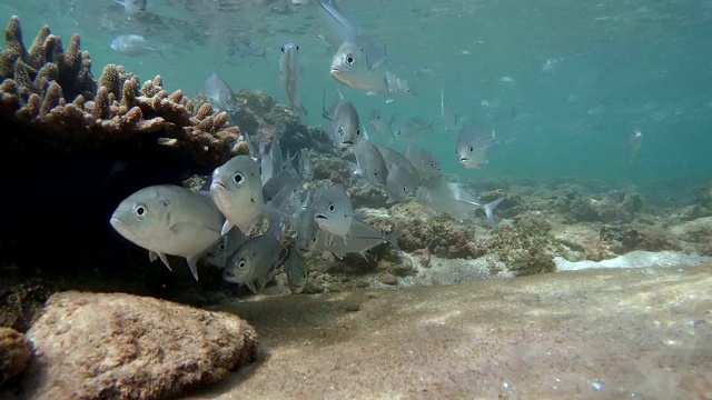 一群大眼鲹鱼(Caranx sexfasciatus)在清洁站忙碌，印度洋，希卡杜瓦，斯里兰卡，南亚视频素材