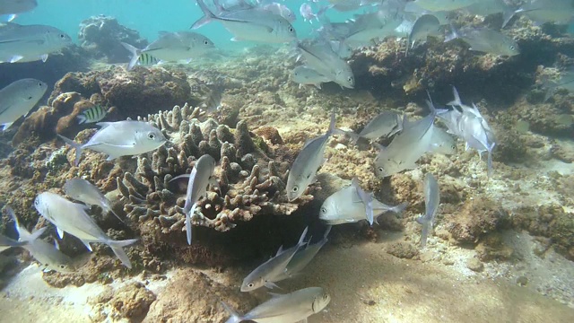 一群大眼鲹鱼(Caranx sexfasciatus)适合清洁站(俯视图)，印度洋，希卡杜瓦，斯里兰卡，南亚视频素材