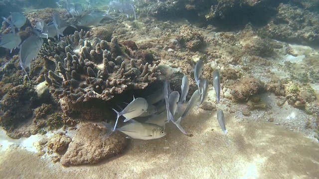 一群大眼鲹鱼(Caranx sexfasciatus)在清洁站上空盘旋(俯视图)，印度洋，希卡杜瓦，斯里兰卡，南亚视频素材