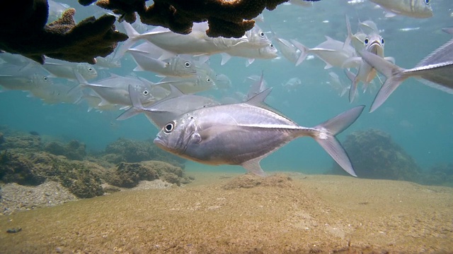 大眼鲹(Caranx sexfasciatus)落在珊瑚，印度洋，Hikkaduwa，斯里兰卡，南亚视频素材