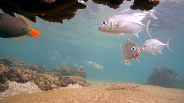 大眼鲹(Caranx sexfasciatus)在珊瑚下游泳，橙条纹triggerfish(波利塔鱼)和鲻鱼，印度洋，希卡杜瓦，斯里兰卡，南亚视频素材