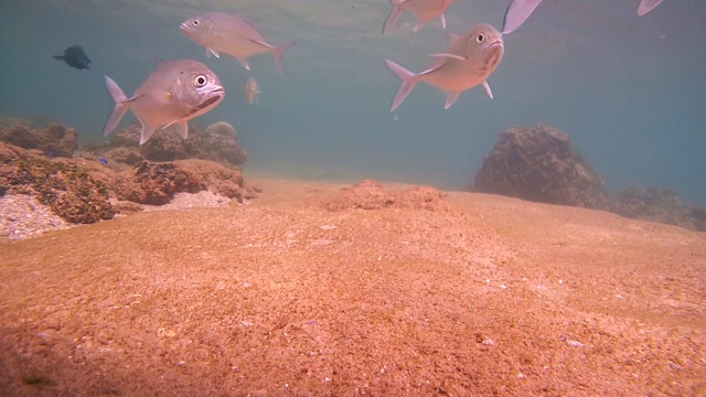 大眼鲹(Caranx sexfasciatus)在珊瑚下的清洁站，印度洋，希卡杜瓦，斯里兰卡，南亚视频素材