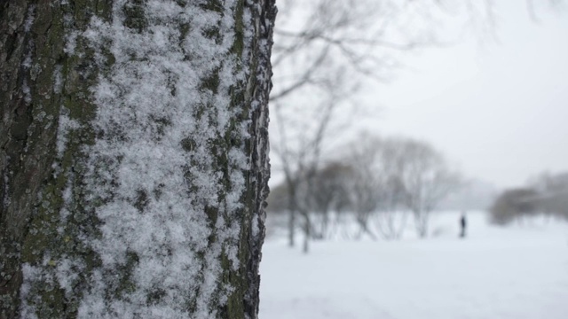 雪下降。雪中的树视频素材