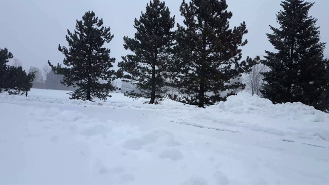 暴风雪与常青树暴风雪。下雪的自然场景与树木区域。北方天气下雪，风景秀丽。视频素材