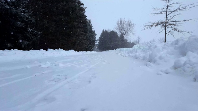 暴风雪与常青树暴风雪。下雪的自然场景与树木区域。北方天气下雪，风景秀丽。视频素材