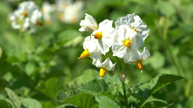 马铃薯花(茄属)视频素材